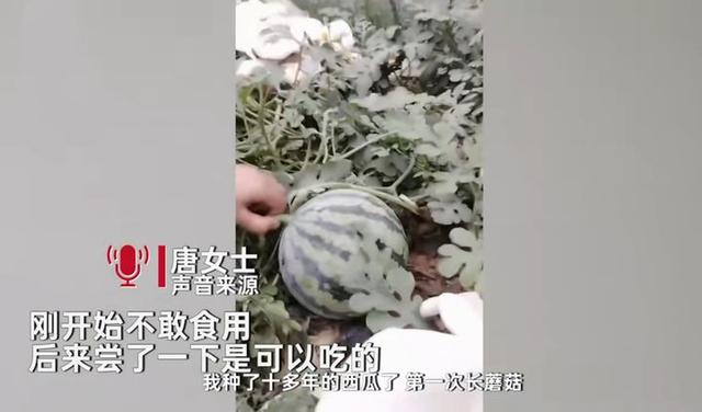 种西瓜却长出一地蘑菇，西瓜还没蘑菇大，惠州女子喜获罕见食用菌