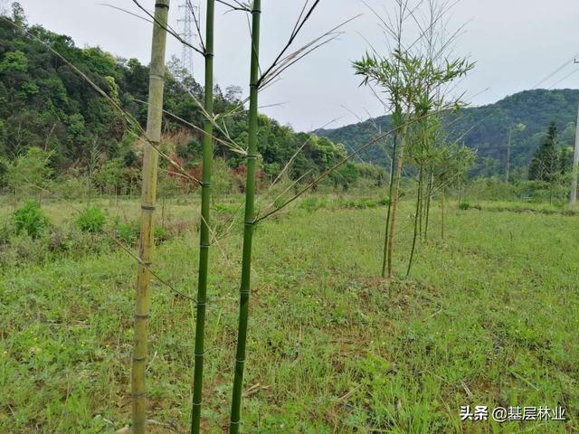 怎样种雷竹发笋又多又快