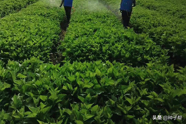 蛋白库-饲料桑，种植可用30年，能喂牛羊、猪、鸡鸭鹅，全国可种