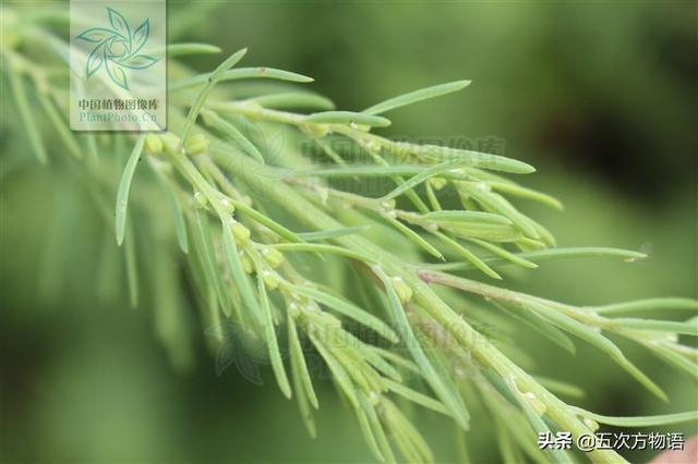 一篇认全北方常见野菜