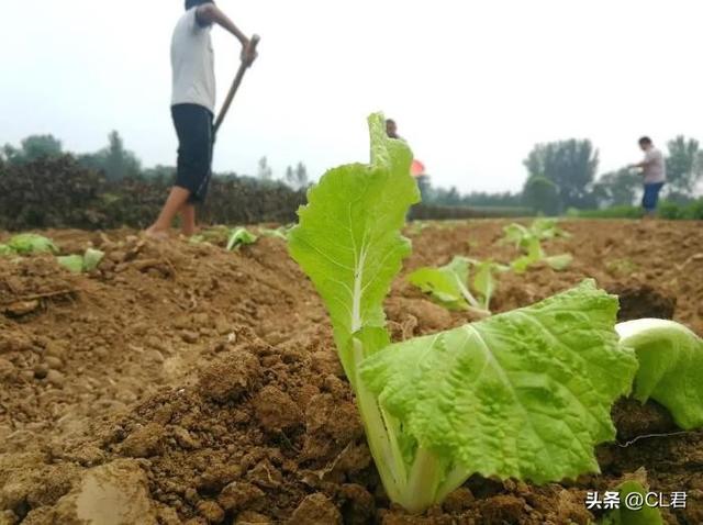 立秋之后，6种菜可以种植，简单易管理，11月采收，菜农不要错过