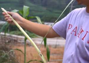 甜杆种植(甜高粱，70-80年代孩子的天然零食，有4大价值，为何很少种植了)