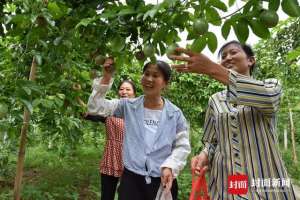 海南百香果那里种植多(一个都不能少｜大山深处百香果飘香 自贡荣县这个贫困村7万斤果子迎销售季)