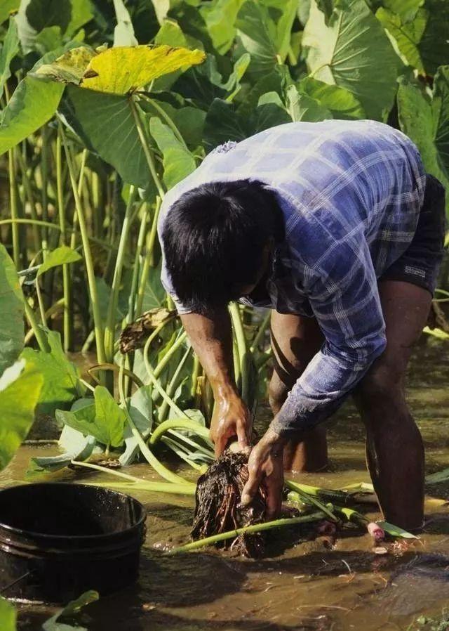 要想芋头种植产量大、品质高、收益好，这些种植管理技巧要知道