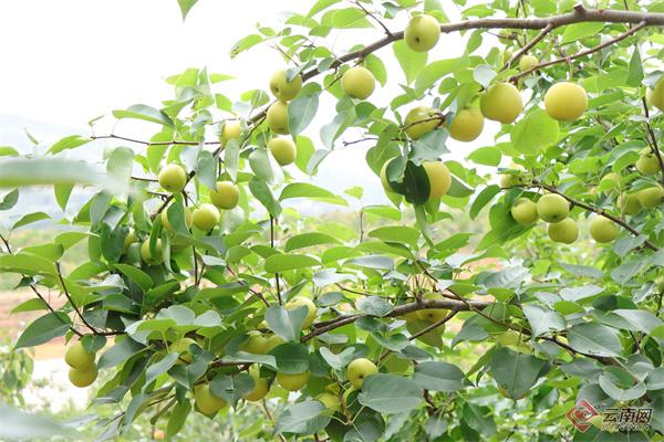 楚雄禄丰：千亩梨园弥漫果香 夏季早梨抢“鲜”上市