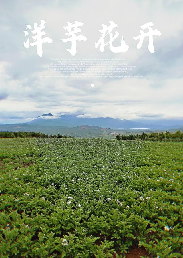 在丽江，夏天有一种美丽叫“太安洋芋花开”