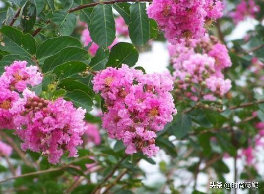 紫薇花的养花方法，这样养护花开更久，色彩艳丽满枝头，花期长