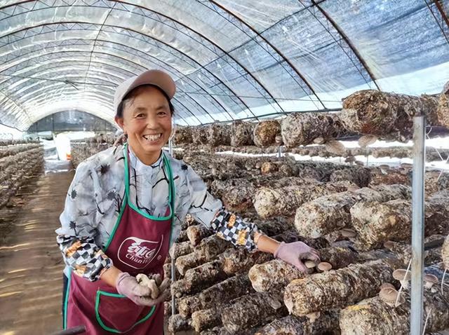 中国食用菌之乡平泉打造产业“航母”，菌农靠种香菇圆满了致富梦