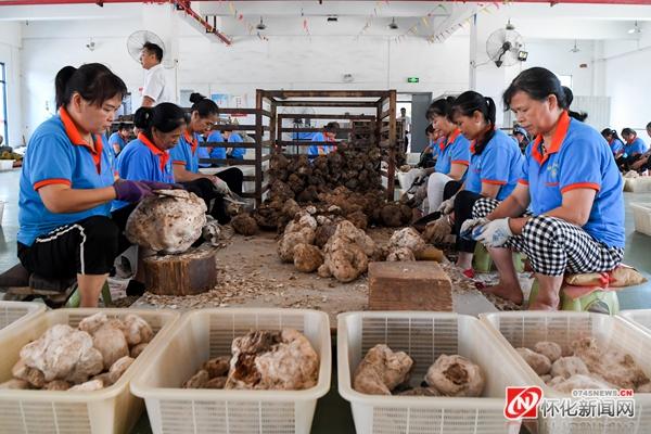 小药材“链”出大产业 ——看怀化现代中药种植加工“链”变之路