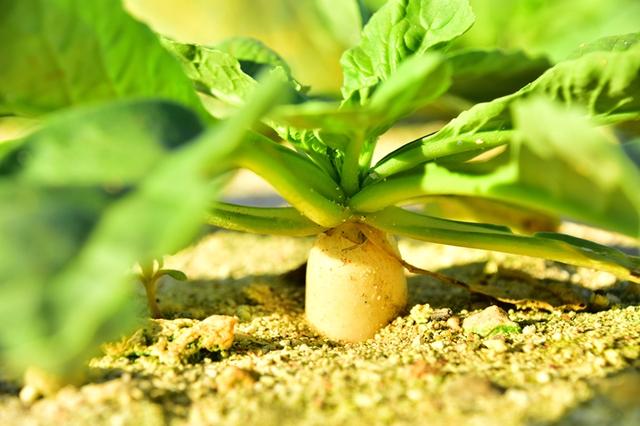 “点沙成土”，西沙海滩种植蔬菜首获成功