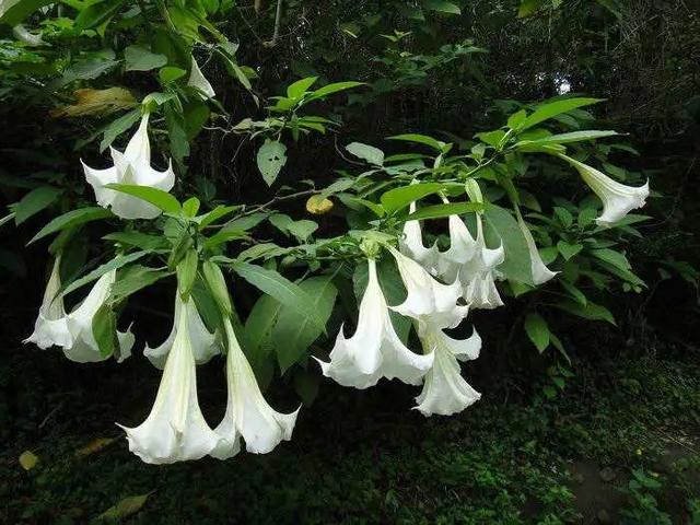 7种“致幻”植物，神秘药性令人丢失平衡感，严重者还会患失忆症