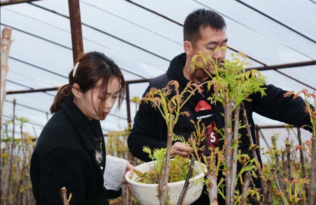 “树上蔬菜”香椿，如何栽培管理才能提早上市，卖出100元高价！