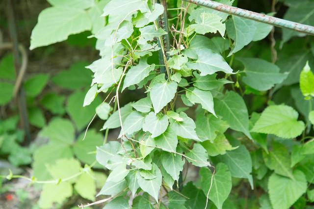 这些农村“野草”其实是高价药材，见到可别浪费了哦