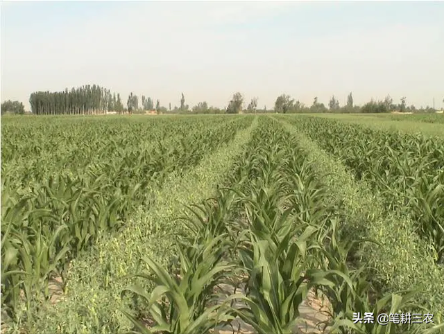 玉米豌豆高产高效间套种植技术