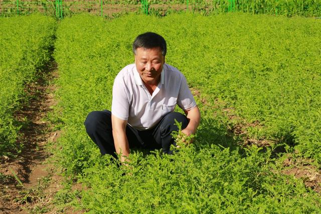 致力种质研究 打造宕昌黄芪种质新标杆——甘肃宕昌县大东山中药材农民专业合作社负责人温成娃采访侧记