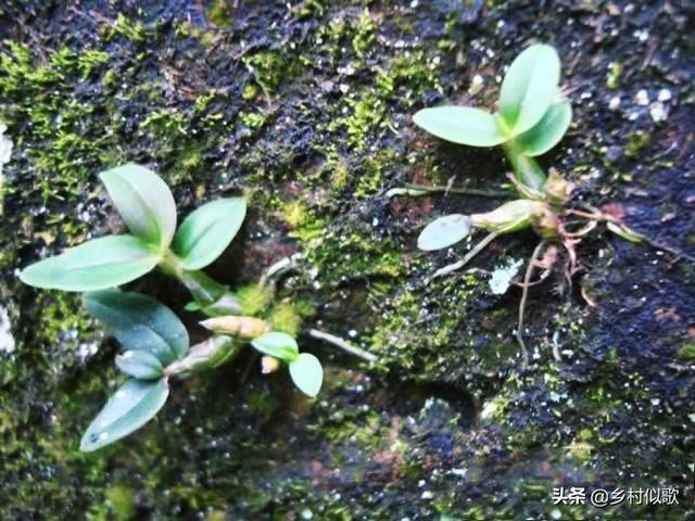 种植石斛是一个新的挑战！农村10万元怎么发展，种植石斛？