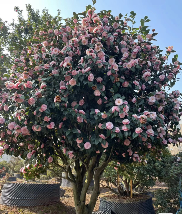 5种花富贵命，能活几百年，种个小花苗，养成“大花树”太值钱！