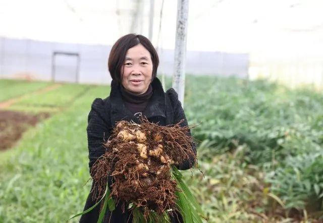 宣威落水镇种植“苦药材”过上“甜日子”