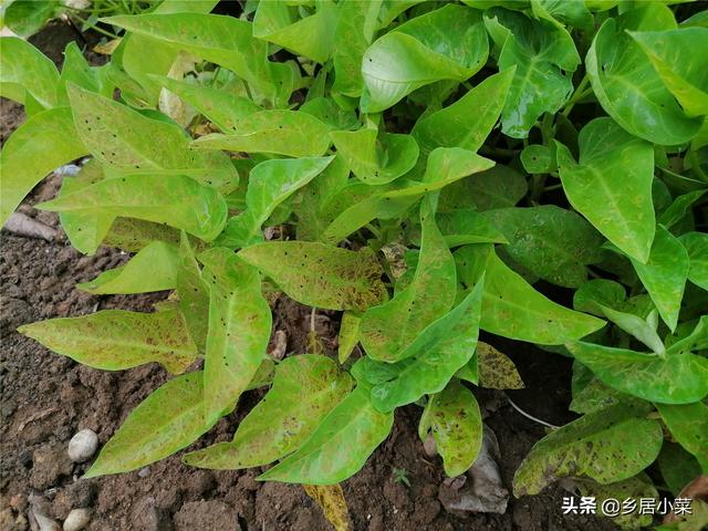 夏秋季节，露天空心菜易遭两种甲虫，叶子破损明显，早发现早防治