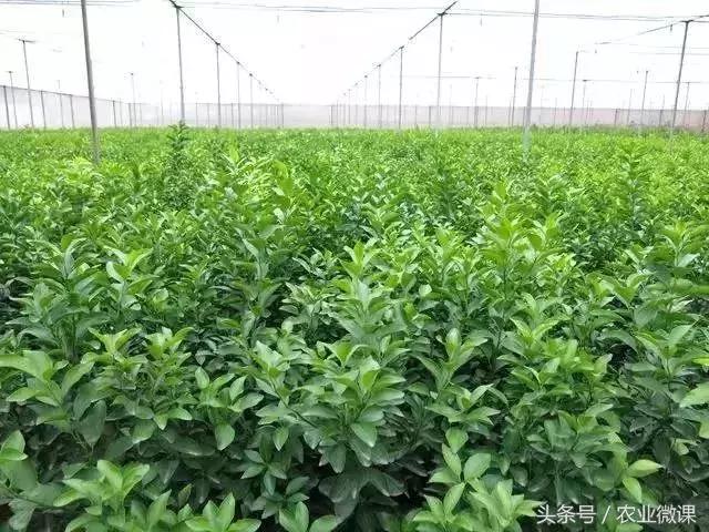 种植经验分享：沙糖桔管理小技巧，帮你收益翻一倍