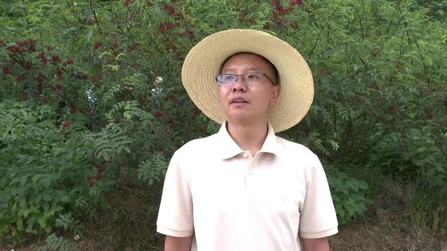 乌斯河镇：千亩花椒喜丰收，椒香四溢富村民