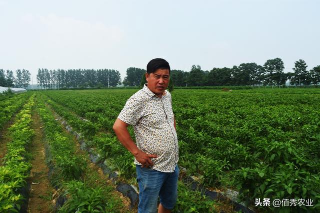 农民种植辣椒，遇多雨年份该怎么管理？4个措施保产量