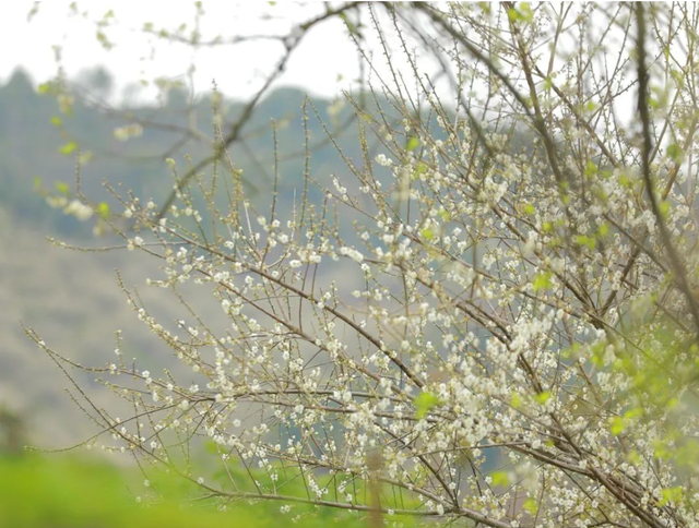 快看！福建这里的花都开好了，等你来！