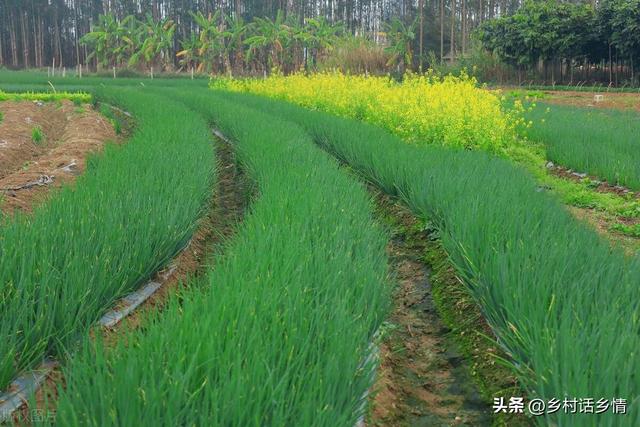 越冬前，种植的大蒜、菠菜、葱记得做好几点，要不冬天容易冻伤