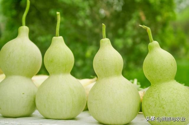 种植葫芦，5种方式增产，满园都是葫芦