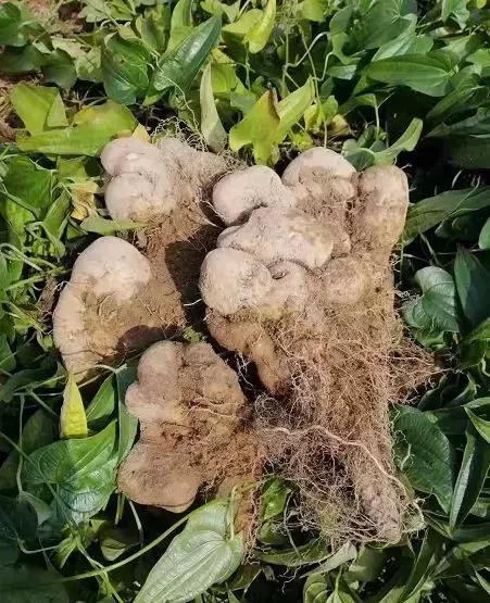 佛手山药的种植方法：山药不怕肥，山药最怕水