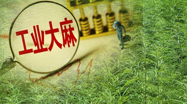 收成不好？实地调研云南工业大麻产业，花叶歉收，加工许可证审批趋严