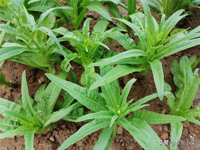 叶菜现花蕾要开花，怎么自留菜种？选好留种植株后再针对加强管理