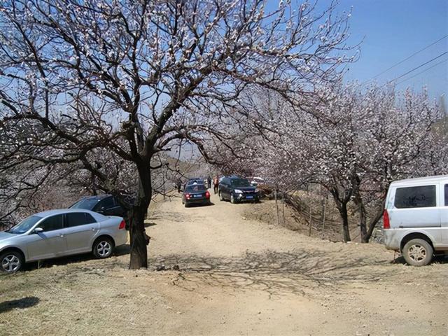 家里花园除了栽种名贵树种，还可以种上这几种果树，经济实用美观