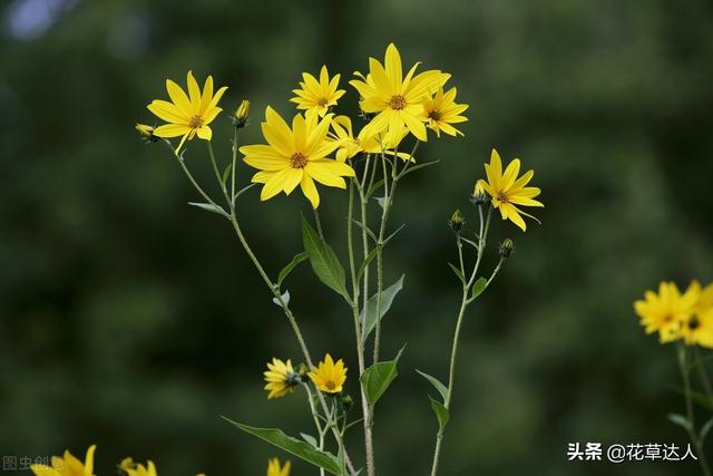 姜花怎么养 姜花养殖技巧