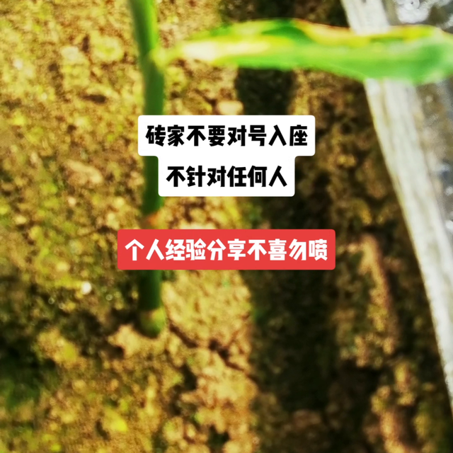 生姜种植小经验分享