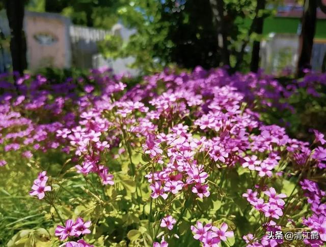 比较“顽 固”的红花酢浆草用什么除草剂才能根除？2招教你灭掉它