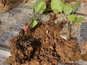 长茄子种植(种植茄子，老是早早死掉怎么办？注意这3点，茄子从春天长到冬天)