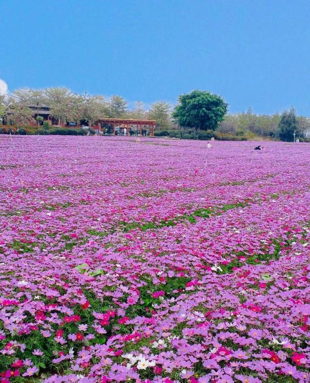 快看！福建这里的花都开好了，等你来！