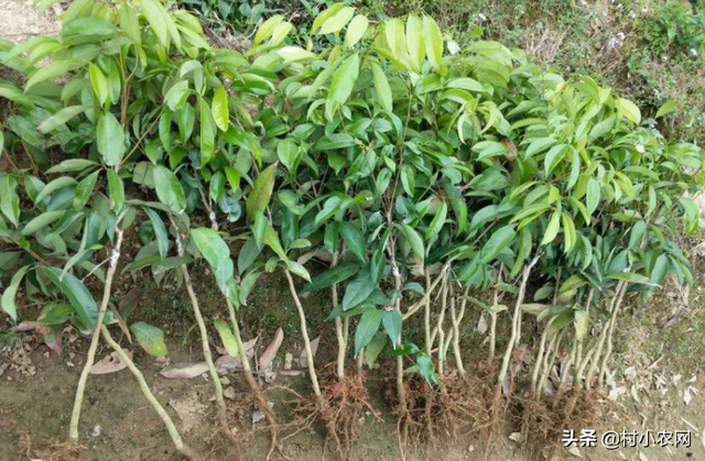 龙眼是农村1种很有种植前景的果树，学会了这7步，你也能轻松育苗