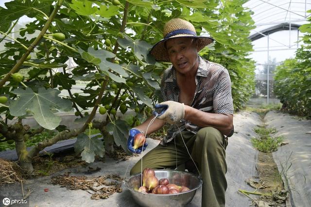 庭院中栽培无花果，没办法赏花却可以尝鲜，但栽培要管好这些事项