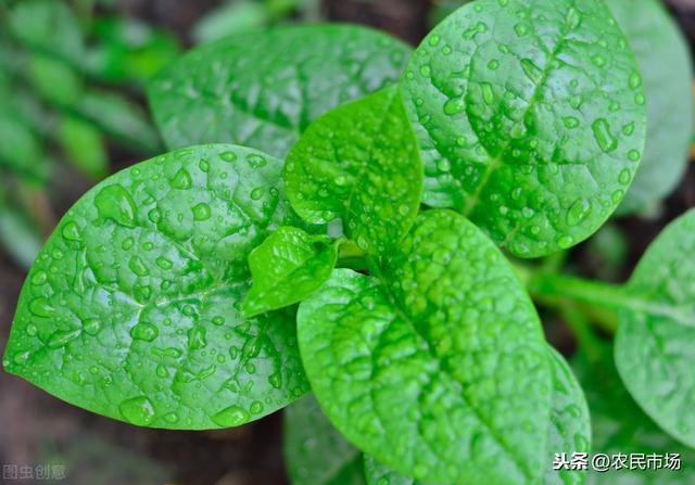 日光温室冬春茬落葵栽培技术，推荐大家种植方法，以及养护管理