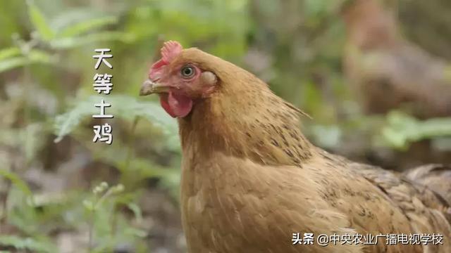 【农广天地】五彩旱藕粉 游鸡满天飞