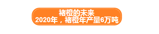 走进褚橙基地，探寻褚橙从600亩到40000亩品质如一的秘密！