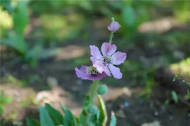 “高原美人”绿绒蒿首次平原露地栽培开花，快来北京植物园一睹风采