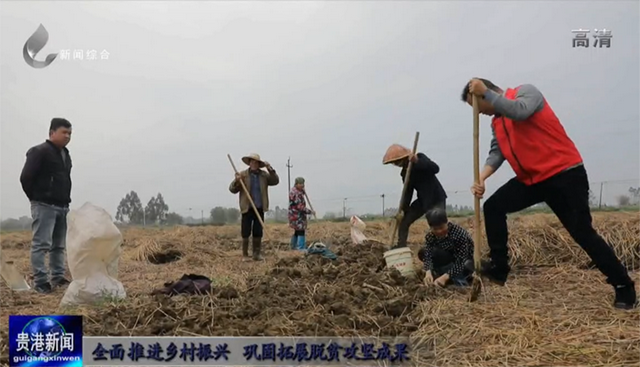 「全面推进乡村振兴 巩固拓展脱贫攻坚成果」桂平市复兴村：小小马蹄助农增收