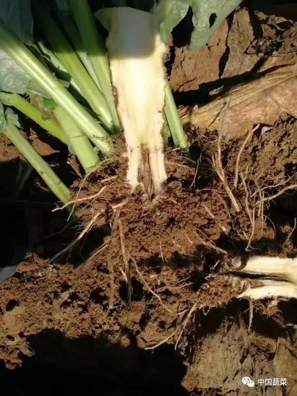 毛花、紫花、僵化小球...早熟松花菜夏季抢早种植问题多