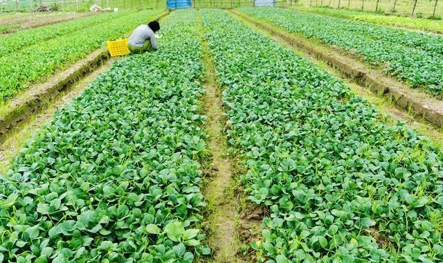 冬天这些蔬菜种植正合适，天气越冷长得越好，露地家庭全能种