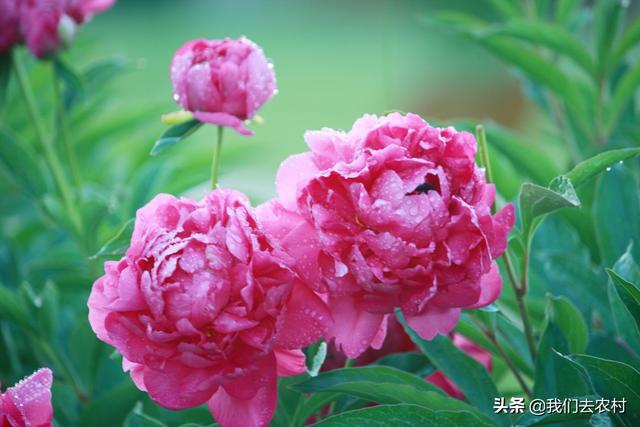 芍药花怎么养才长得好，以及种植芍药的注意事项