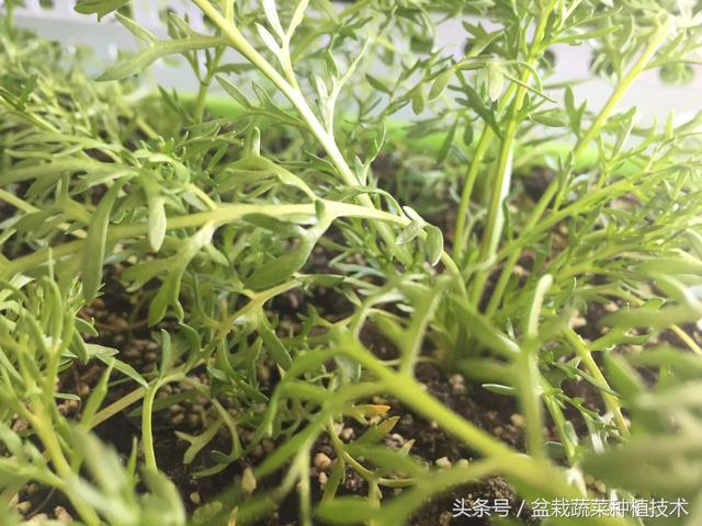 炒作过时的玛咖，种植叶子涮火锅，新蔬菜品种还是又一轮炒作