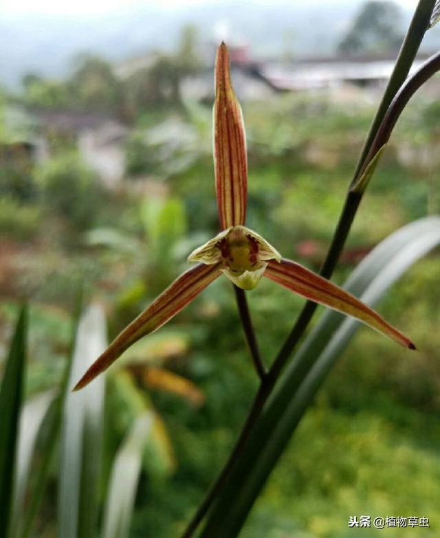 我们在用香菇培养基种植兰花时，做到这两点兰花冒芽爆盆快